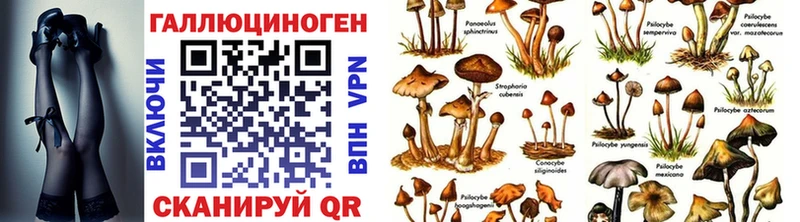Купить  Пласт  Галлюциногенные грибы Psilocybe 